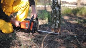 Best Storm Damage Tree Cleanup  in Fruita, CO