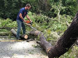 Best Tree Risk Assessment  in Fruita, CO