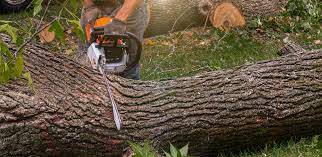 Best Utility Line Clearance  in Fruita, CO