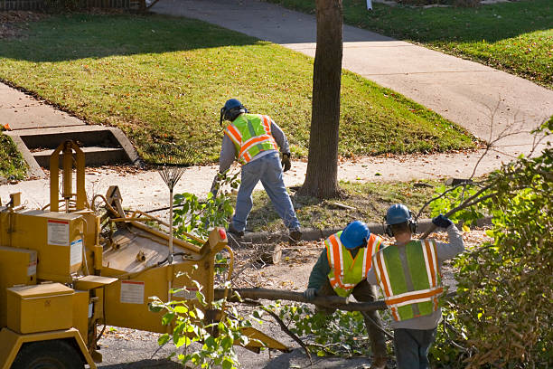 Best Lawn Watering Services  in Fruita, CO