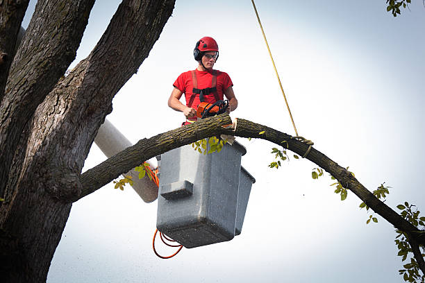 Professional Tree Removal in Fruita, CO