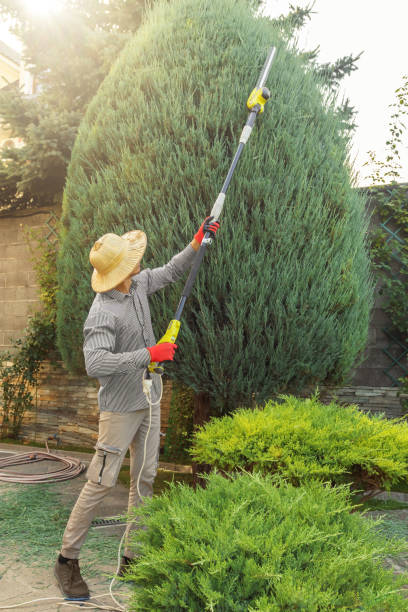 Best Hazardous Tree Removal  in Fruita, CO