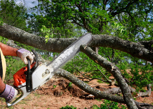 Tree and Shrub Care in Fruita, CO